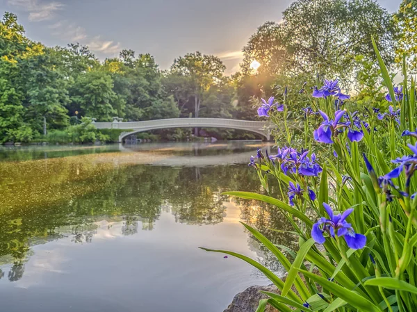 Pont de l'Arc Central Park — Photo