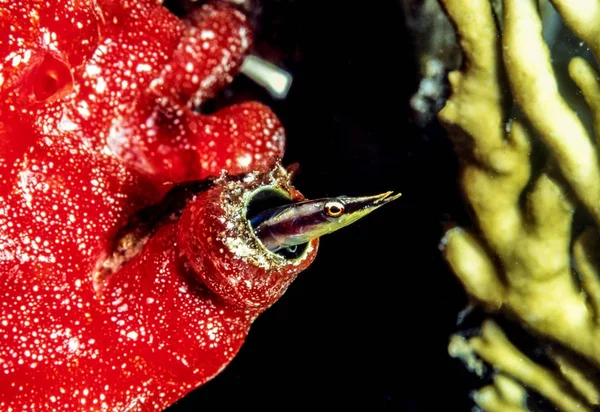 Lucayablennius zingaro, la Flecha blenny —  Fotos de Stock