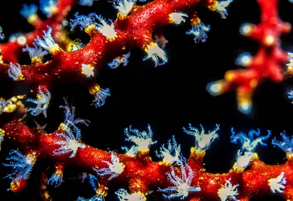 Gorgonian at night — Stock Photo, Image