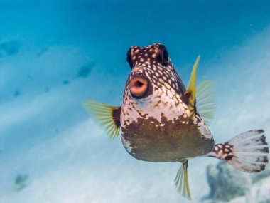 Lactophrys triqueter, düzgün trunkfish