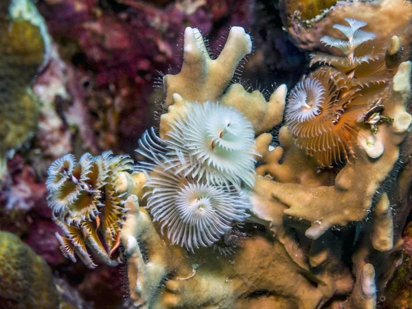 Spirobranchus Giganteus, Noel ağacı solucanları. — Stok fotoğraf