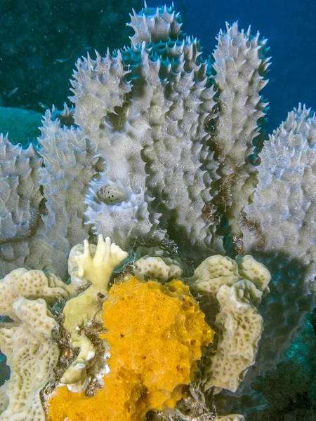 Recifes de coral fora gabar-se de Bonaire — Fotografia de Stock