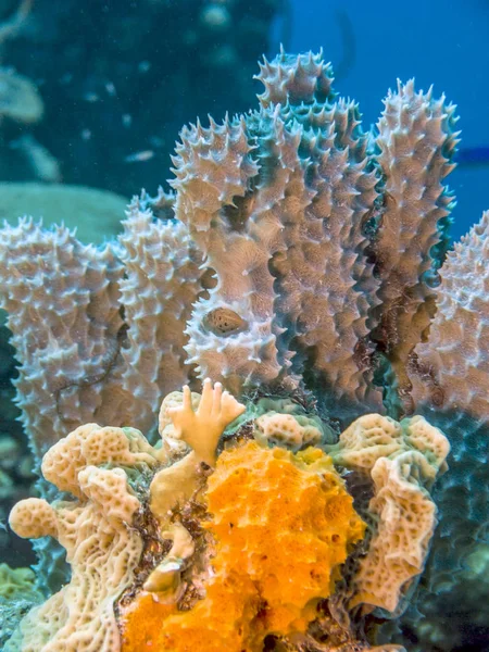 Recifes de coral fora gabar-se de Bonaire — Fotografia de Stock