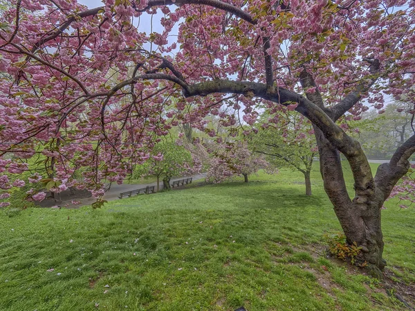 Central park, new york city våren — Stockfoto