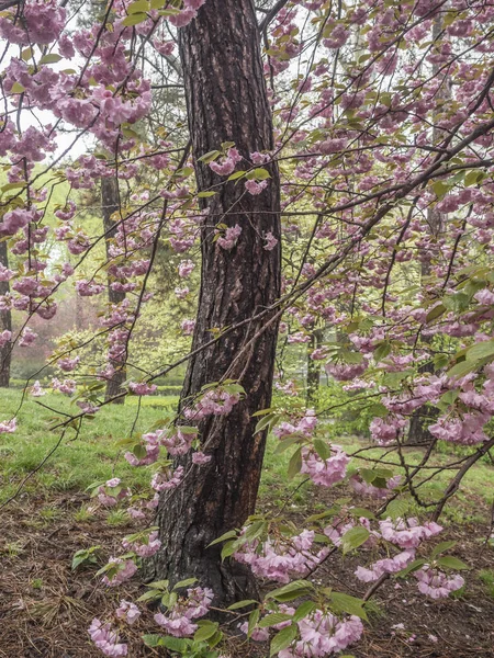 Central park, new york city voorjaar — Stockfoto