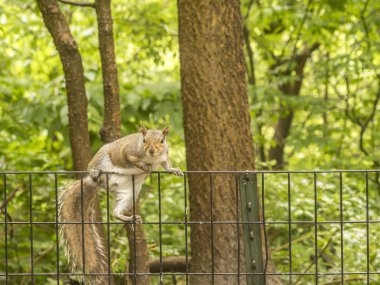 Sciurus carolinensis, ortak ad Doğu 