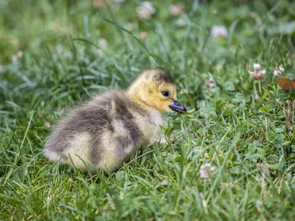 カナダガチョウ(branta canadensis)) — ストック写真