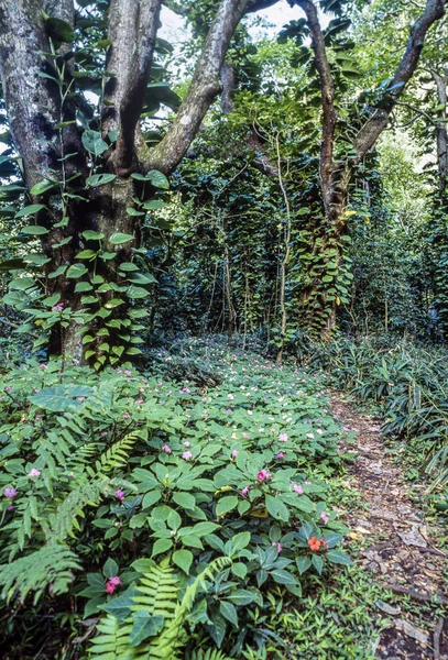 Tropical rainforest — Stock Photo, Image