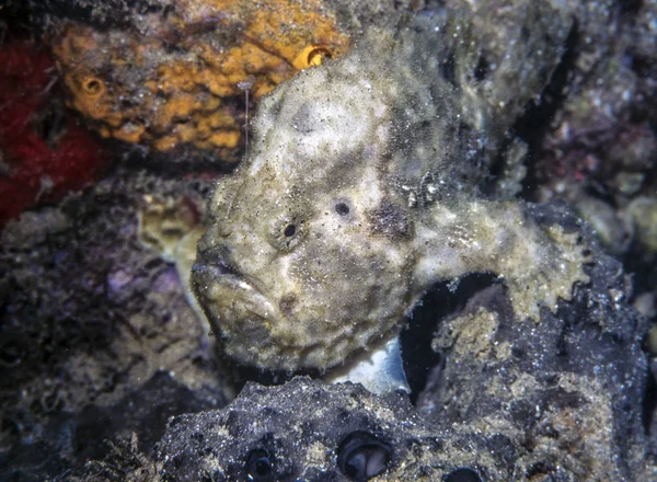 Frogfish waiting on coral reef — Stock Photo, Image