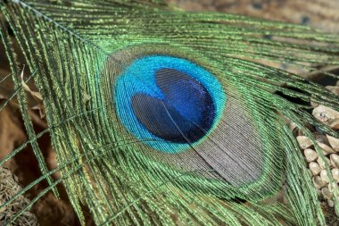 Poeacock tüy stüdyo çekim