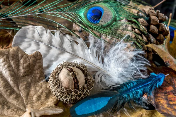 Autumn Still Life Hawk Feathers Autun Leaves — Stock Photo, Image