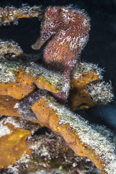 Морський коник на кораловому рифі — стокове фото