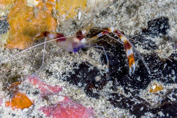 Crevettes corail baguées et crevettes nettoyantes baguées — Photo