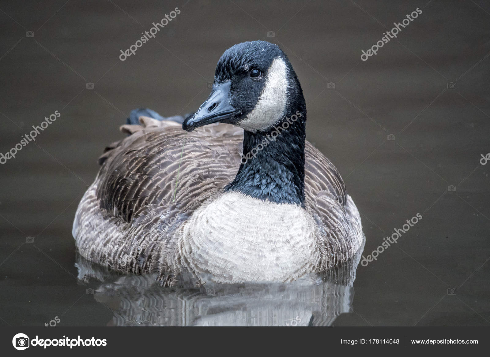 all black canada goose download all black canada goose download