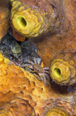 Geceleri yapışan Yengeç