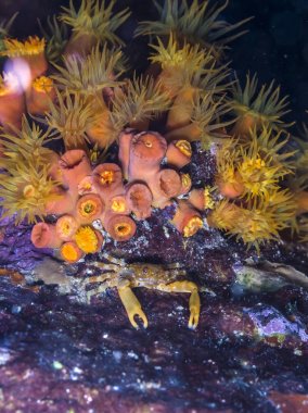 Geceleri yapışan Yengeç