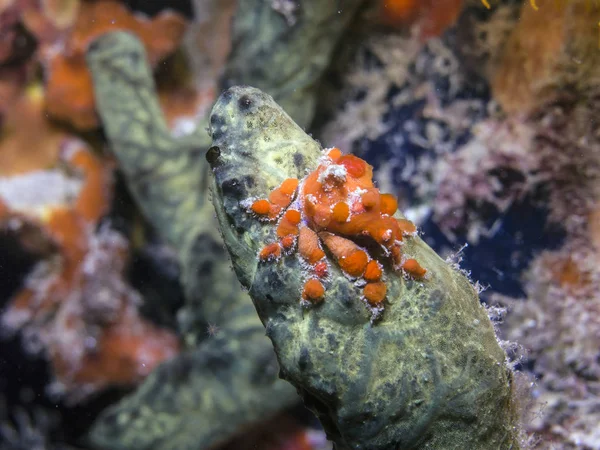 Cryptic teardrop crab, Pelia mutica — Stock Photo, Image