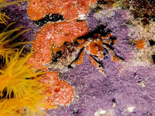 Cryptic teardrop crab, Pelia mutica — Stock Photo, Image