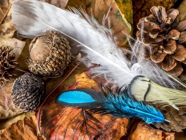 Feathers and acor — Stock Photo, Image