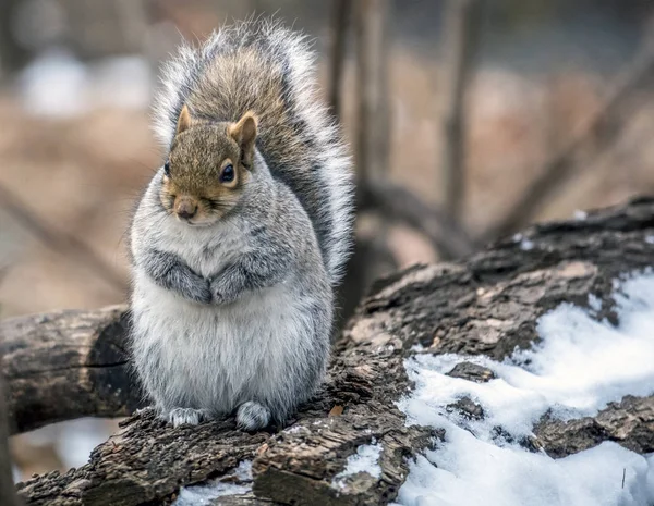 Sciurus carollessis, общее название - восточный — стоковое фото