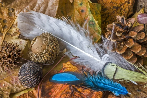 Feathers and acor — Stock Photo, Image