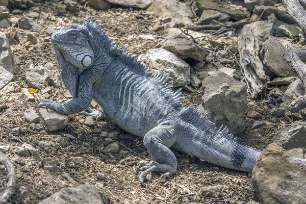 Iguana en la selva tropical —  Fotos de Stock