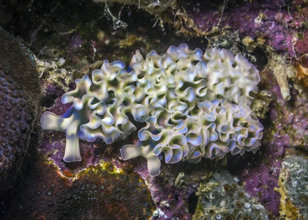 Elysia crispata, Śliwa morska z sałaty — Zdjęcie stockowe