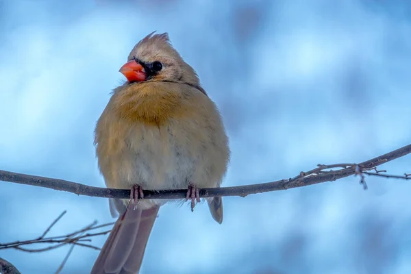 Észak bíboros, Cardinalis cardinalis — Stock Fotó