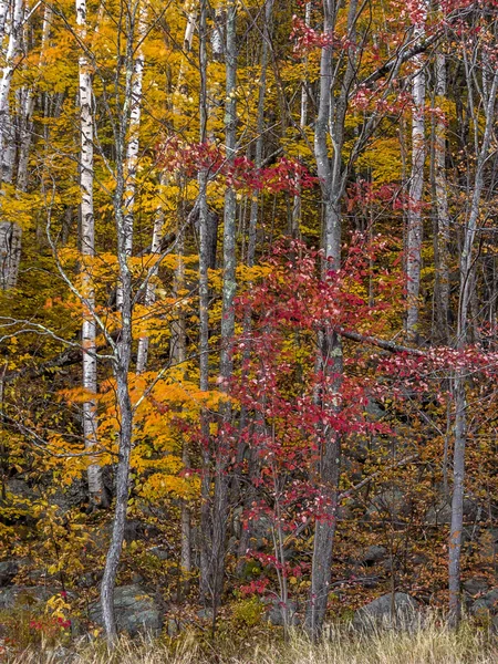 Sonbahar Ormandaki Kuzeydoğu Amerika Birleşik Devletleri — Stok fotoğraf