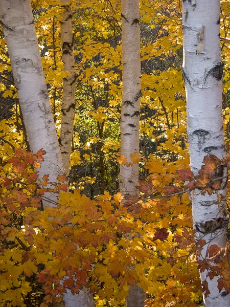 Осень Лесу Северо Восток Сша — стоковое фото