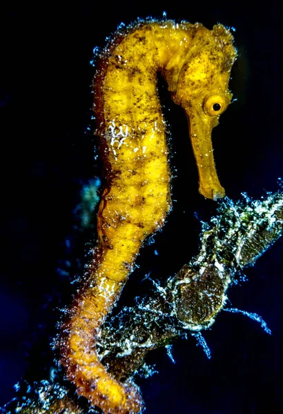 Espécies Cavalos Marinhos Pequenos Peixes Marinhos Género Hippocampus — Fotografia de Stock