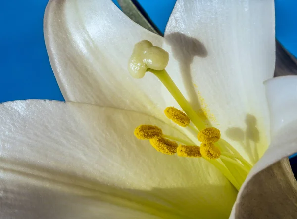 Lilium, a fehér liliom — Stock Fotó