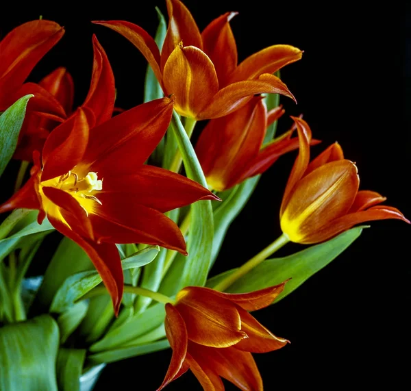 De tulp is bloemen in het geslacht tulipa, — Stockfoto