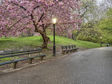 Central park, new york city erken Bahar