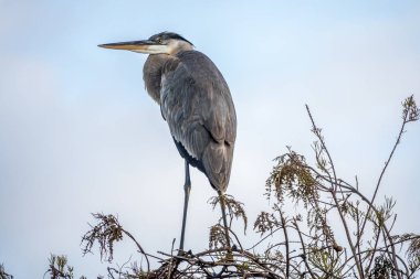 Büyük mavi balıkçıl, ardea herodias,