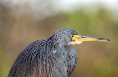 Büyük mavi balıkçıl, ardea herodias,