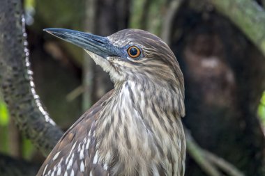  Yeşil balıkçıl, Butorides virescens