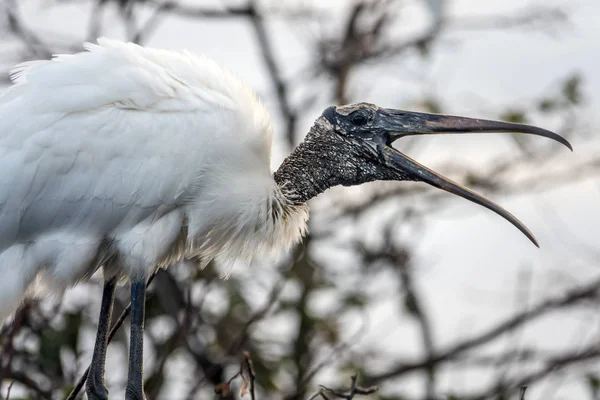 Wood stork, Mycteria americana — Stock Photo, Image