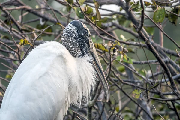 Trä stork, Mycteria americana — Stockfoto