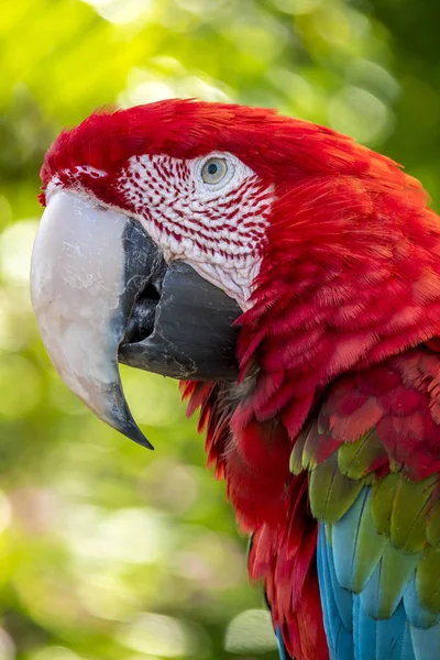 Guacamayo escarlata, Ara macao — Foto de Stock