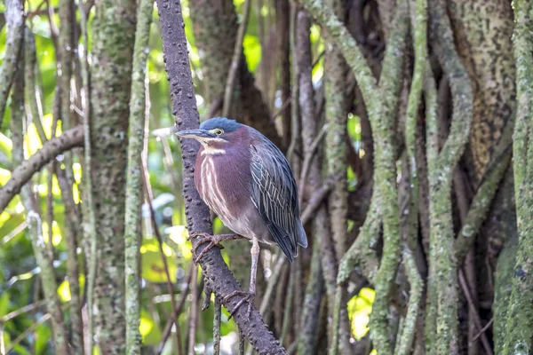 Garza verde, Butorides virescens — Foto de Stock