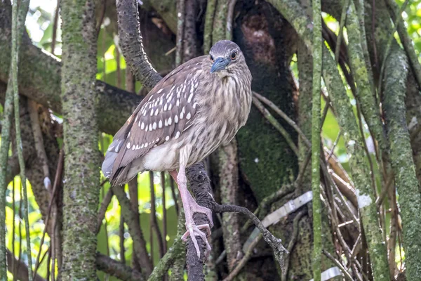 Garça verde, Butorides virescens — Fotografia de Stock