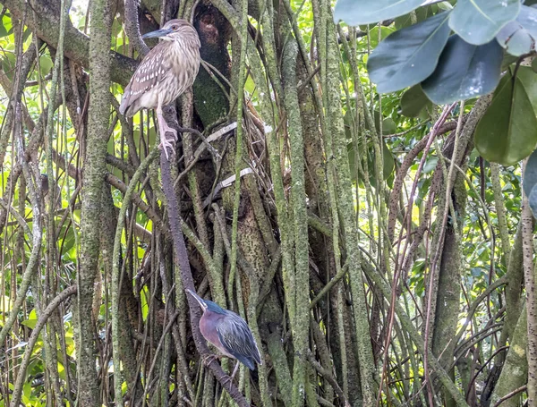 Garça verde, Butorides virescens — Fotografia de Stock