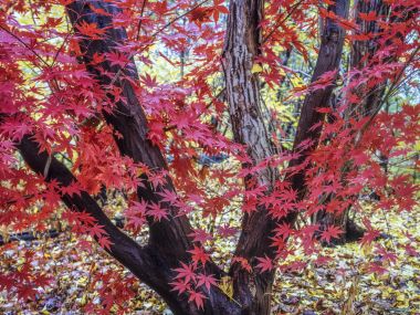Japon akçaağaç acer palmatum