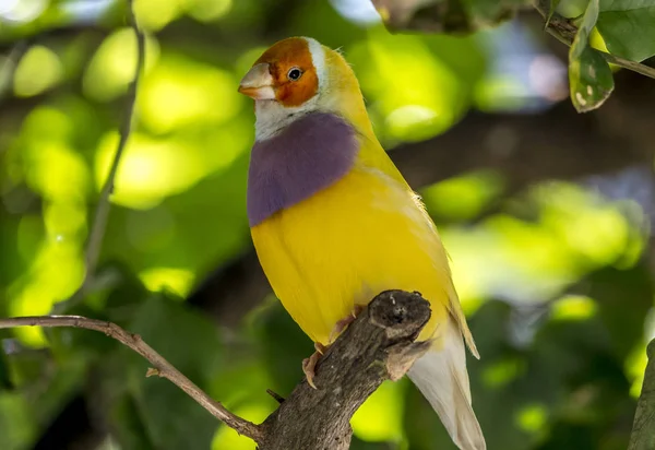 Gouldian Фінч, Erythrura gouldiae — стокове фото