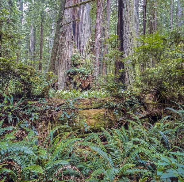 Jedediah Smith Redwoods State Park — Stock Photo, Image