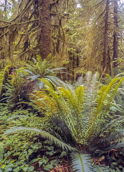 Jedediah Smith Redwoods State Park — Stock Photo, Image