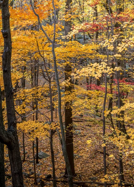 秋天在森林里 — 图库照片