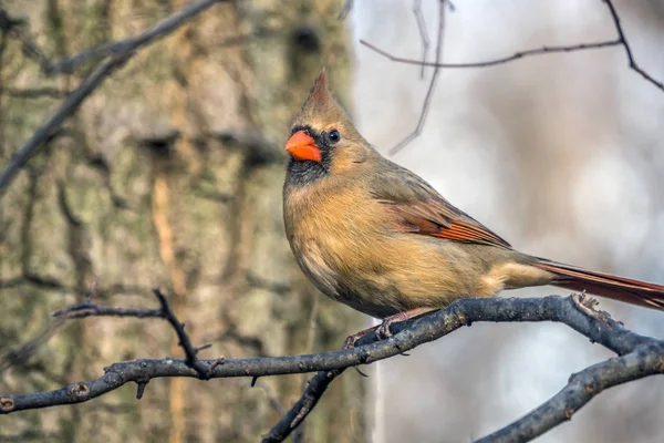 Northern cardinal, Cardinalis cardinalis — Zdjęcie stockowe