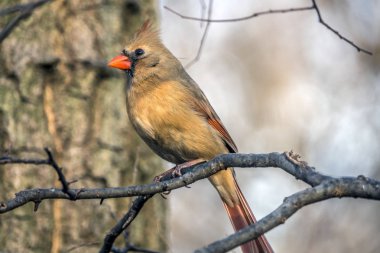 Kuzey Kardinal, Cardinalis cardinalis